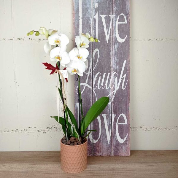 orquidia-ceramica-floristeria-les-flors-igualada
