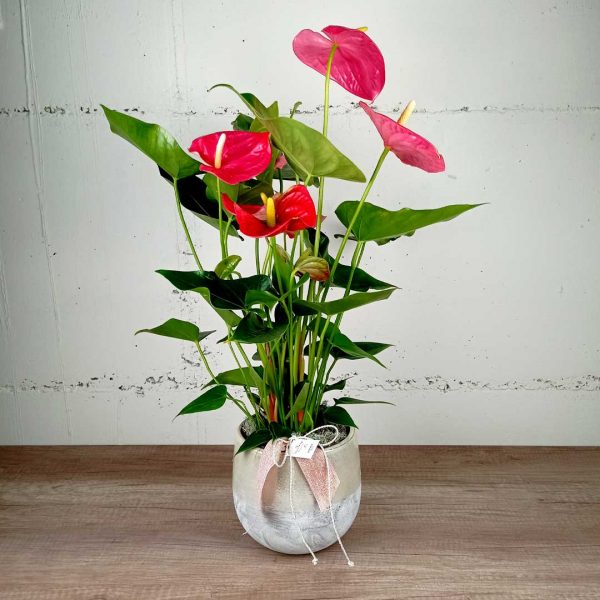 anturium-ceramica-sant-valenti-planta-floristeria-les-flors-igualada-comprar-online