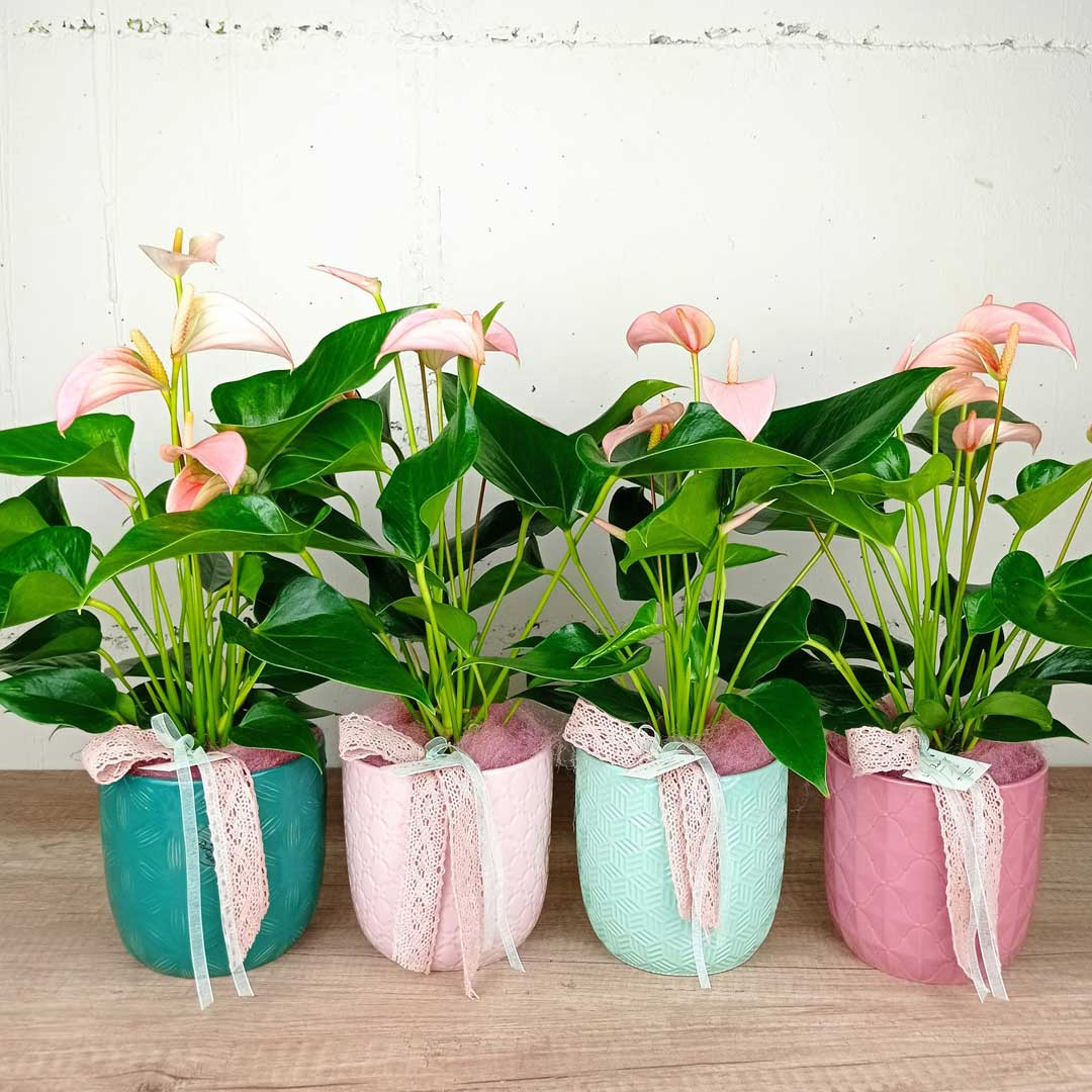 anturium-ceramica-floristeria-les-flors-igualada-dia-de-la-mare
